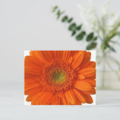 Carte postale Orange Daisy (Debout devant)