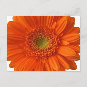 Carte postale Orange Daisy