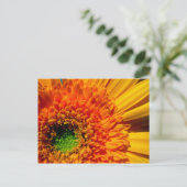 Carte postale Orange Daisy (Debout devant)