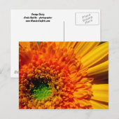 Carte postale Orange Daisy (Devant / Derrière)