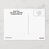 Carte postale Orange Daisy (Dos)