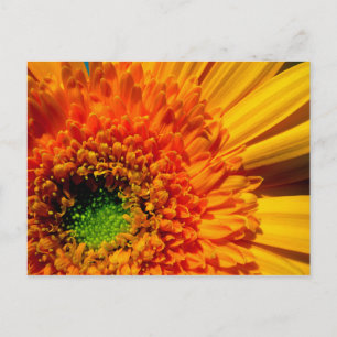 Carte postale Orange Daisy