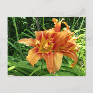 Carte Postale Orange Daylily Flowers Horizontal
