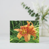 Carte Postale Orange Daylily Flowers Horizontal (Debout devant)
