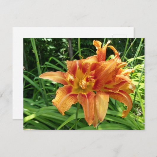 Carte Postale Orange Daylily Flowers Horizontal (Devant / Derrière)