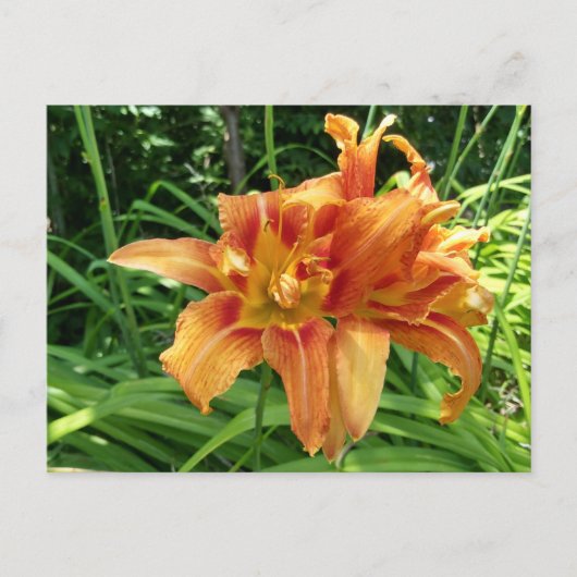 Carte Postale Orange Daylily Flowers Horizontal (Devant)