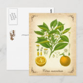 Carte Postale Orange de Séville - illustration vintage (Devant / Derrière)