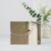 Carte postale Orange Dragonfly (Debout devant)