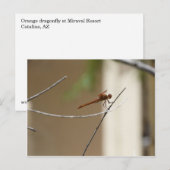 Carte postale Orange Dragonfly (Devant / Derrière)