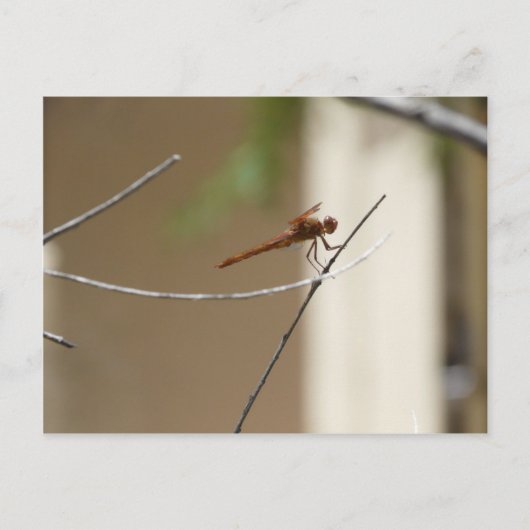 Carte postale Orange Dragonfly (Devant)