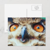 Carte Postale Orange Eyed Owl (Devant / Derrière)