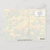 Carte Postale Orange Fleur sauvage field in Bear Valley, Califor (Dos)