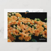 Carte postale Orange florale Begonias (Devant / Derrière)