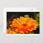 Carte postale Orange Flower (Devant / Derrière)