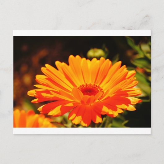 Carte postale Orange Flower (Devant)