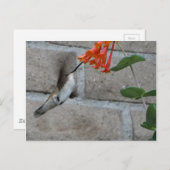 Carte Postale Orange flower Hummingbird (Devant / Derrière)