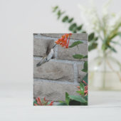 Carte Postale Orange flower Hummingbird (Debout devant)