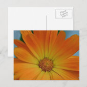 Carte Postale Orange Gerber Daisy (Devant / Derrière)