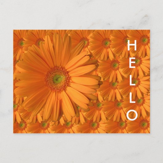 Carte Postale Orange Gerber Daisy (Devant)