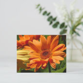Carte Postale Orange Gerbera (Debout devant)