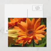 Carte Postale Orange Gerbera (Devant / Derrière)