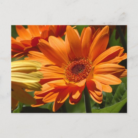 Carte Postale Orange Gerbera (Devant)