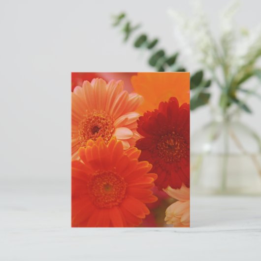 Carte postale Orange Gerbera Daisy (Debout devant)