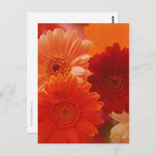 Carte postale Orange Gerbera Daisy (Devant / Derrière)