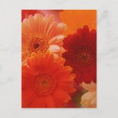 Carte postale Orange Gerbera Daisy (Devant)
