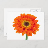 Carte Postale Orange Gerbera Daisy Flower (Devant / Derrière)