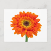 Carte Postale Orange Gerbera Daisy Flower (Devant)