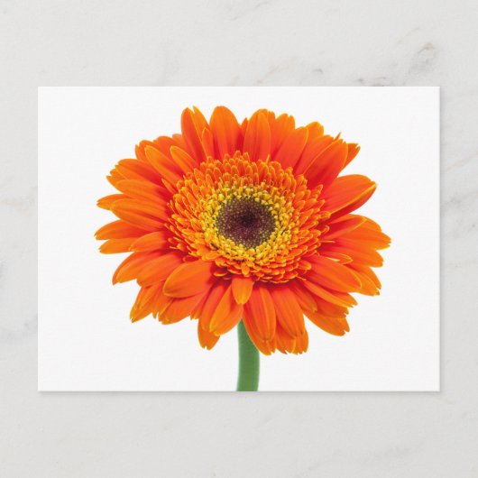 Carte Postale Orange Gerbera Daisy Flower (Devant)