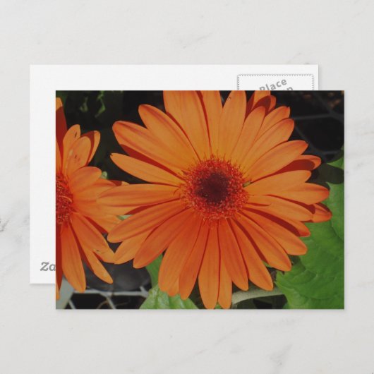 Carte Postale Orange Gerbers (Devant / Derrière)