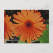 Carte Postale Orange Gerbers (Devant)