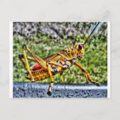 Carte Postale Orange Grasshopper (Devant)