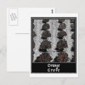 Carte Postale Orange Grove (Devant / Derrière)