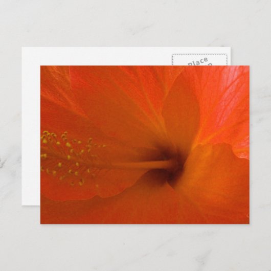 Carte Postale Orange Hibiscus (Devant / Derrière)