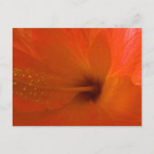 Carte Postale Orange Hibiscus (Devant)