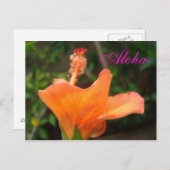 Carte postale Orange Hibiscus (Devant / Derrière)