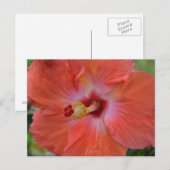 Carte postale Orange Hibiscus (Devant / Derrière)