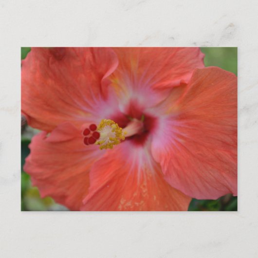 Carte postale Orange Hibiscus (Devant)