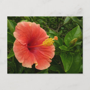 Carte Postale Orange Hibiscus Fleur Tropical Floral