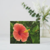 Carte Postale Orange Hibiscus Fleur Tropical Floral (Debout devant)