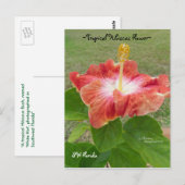 Carte postale Orange Hibiscus Flower Florida Spieg (Devant / Derrière)