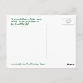 Carte postale Orange Hibiscus Flower Florida Spieg (Dos)