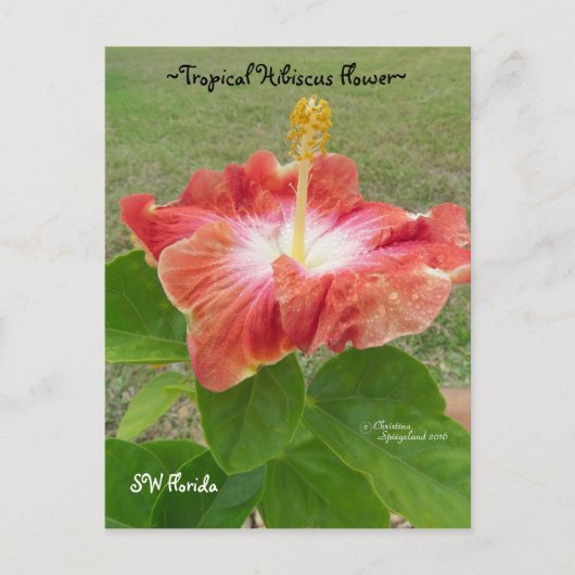 Carte postale Orange Hibiscus Flower Florida Spieg (Devant)