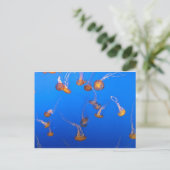 Carte postale Orange Jellyfish (Debout devant)