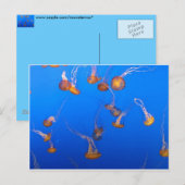 Carte postale Orange Jellyfish (Devant / Derrière)