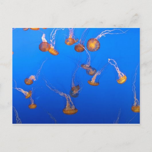 Carte postale Orange Jellyfish (Devant)