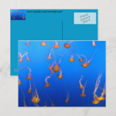 Carte postale Orange Jellyfish (Devant / Derrière)